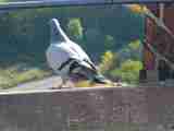 (Bild)
