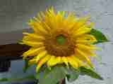 (Bild)